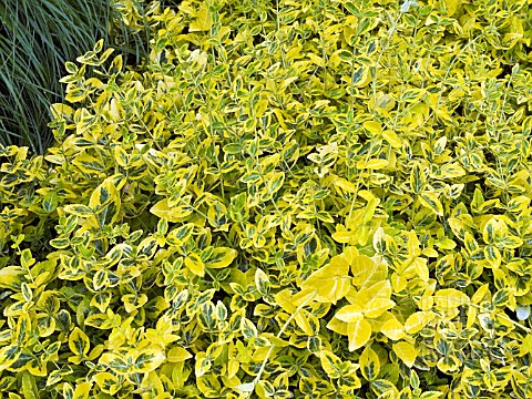 EUONYMUS_FORTUNEI_EMERALD_N_GOLD