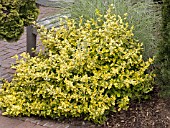 EUONYMUS FORTUNEI EMERALD  N GOLD