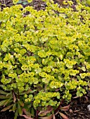 EUPHORBIA EFANTHIA