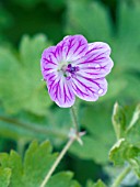 GERANIUM ALBANUM PINK AND STRIPES