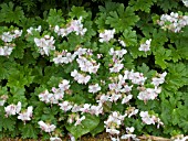 GERANIUM CANTABRIGIENSE BIOKOVO