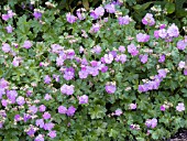 GERANIUM CANTABRIGIENSE KARMINA