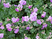 GERANIUM CANTABRIGIENSE KARMINA