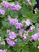 GERANIUM CANTABRIGIENSE KARMINA