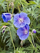 GERANIUM JOLLY BEE