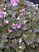 GERANIUM ORKNEY CHERRY