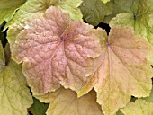 HEUCHERA CARAMEL