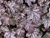 HEUCHERA DOLCE BLACKCURRANT