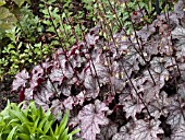 HEUCHERA DOLCE BLACKCURRANT