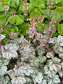 HEUCHERA DOLCE MOCHA MINT