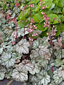 HEUCHERA DOLCE MOCHA MINT