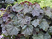 HEUCHERA VILLOSA PURPUREA