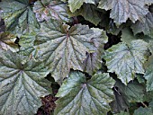 HEUCHERA VILLOSA PURPUREA