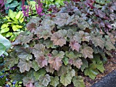 HEUCHERA VILLOSA PURPUREA