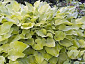 HOSTA BIRCHWOOD PARKAYS GOLD