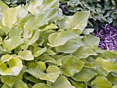 HOSTA BIRCHWOOD PARKAYS GOLD