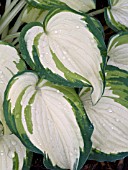 HOSTA GHOST SPIRIT