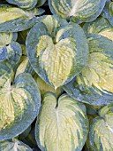 HOSTA GREAT EXPECTATIONS