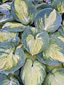 HOSTA GREAT EXPECTATIONS