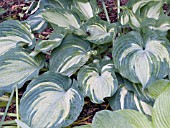 HOSTA GUARDIAN ANGEL