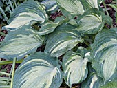 HOSTA GUARDIAN ANGEL