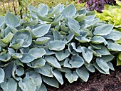 HOSTA HALCYON