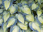 HOSTA JUNE