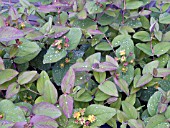 HYPERICUM ANDROSAEUM ALBURY PURPLE