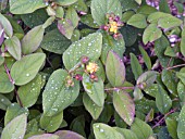 HYPERICUM ANDROSAEUM ALBURY PURPLE