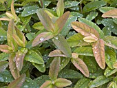 HYPERICUM CALYCINUM LEAVES