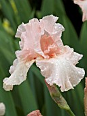 IRIS GERMANICA BEVERLY SILLS