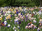 IRIS GERMANICA FIELD MIX