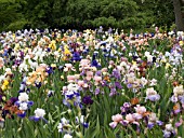 IRIS GERMANICA FIELD MIX