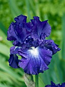 IRIS GERMANICA MARKED IMPROVEMENT