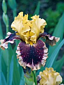 IRIS GERMANICA MASTERY