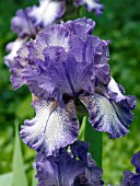 IRIS GERMANICA SOUTHWEST COWBOY