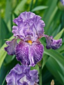 IRIS GERMANICA TALL DARK STRANGER