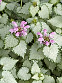 LAMIUM MACULATUM PINK CHABLIS