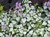 LAMIUM MACULATUM PINK CHABLIS