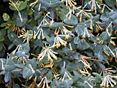 LONICERA SEMPERVIRENS JOHN CLAYTON