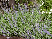 NEPETA FAASSENII WALKERS LOW