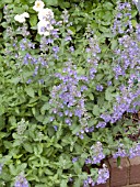 NEPETA FAASSENII WALKERS LOW