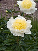 PAEONIA LACTIFLORA BUTTER BOWL