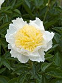 PAEONIA LACTIFLORA BUTTER BOWL