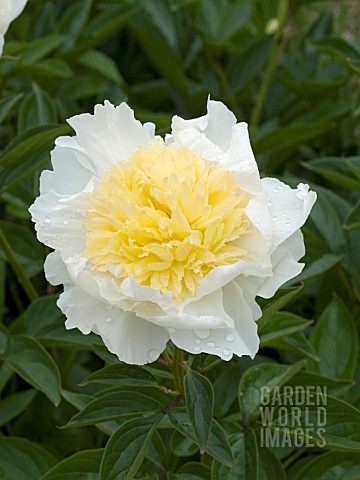 PAEONIA_LACTIFLORA_BUTTER_BOWL