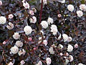 PHYSOCARPUS OPULIFOLIUS CENTER GLOW