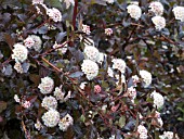 PHYSOCARPUS OPULIFOLIUS CENTER GLOW