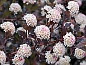 PHYSOCARPUS OPULIFOLIUS SEWARD SUMMER WINE