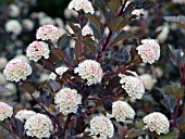 PHYSOCARPUS OPULIFOLIUS SEWARD SUMMER WINE