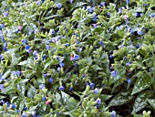 PULMONARIA IRISH SPRING